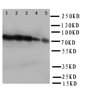 HSP70 / Heat Shock Protein 70 Antibody (aa577-596)