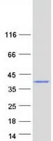 Human C1QTNF4 / CTRP4 Protein (Recombinant Myc-DDK (Flag))