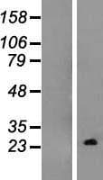 RHOQ / TC10 Protein (Over-Expression Lysate Myc-DDK (Flag))