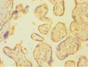PLAT / TPA Antibody (aa36-556)