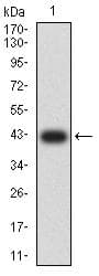 Monoclonal Mouse anti-Human FCRL5 / CD307 Antibody (clone 2A10D6, WB)