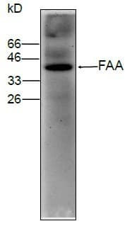 IHC-plus™ FAH Antibody