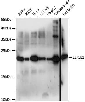 Polyclonal Rabbit anti-Human EEF1E1 / AIMP3 Antibody (WB)
