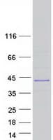 Human FAM110D / GRRP1 Protein (Recombinant Myc-DDK (Flag))