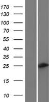 C6orf223 Protein (Over-Expression Lysate Myc-DDK (Flag))