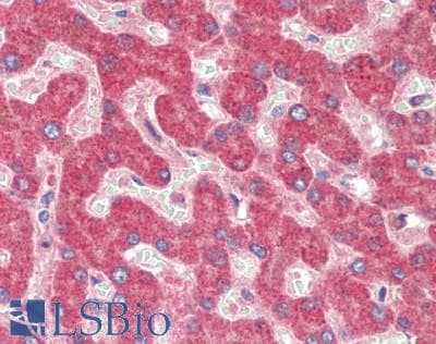 GLS2 / Glutaminase 2 Antibody (aa154-479)