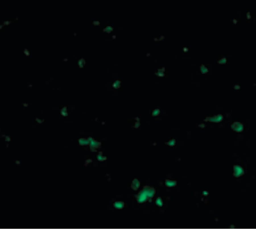 DFFB Antibody