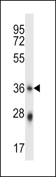 PLSCR4 Antibody (aa122-151)