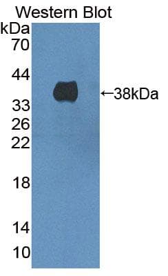 HMGCL Antibody