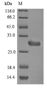 Aspergillus fumigatus rodA / Hydrophobin Protein (Recombinant 6His-B2M, N-terminus)