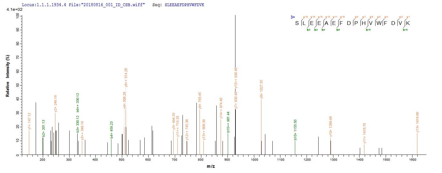 Treponema pallidum troA Protein (Recombinant 10His, N-terminus + Myc, C-terminus)
