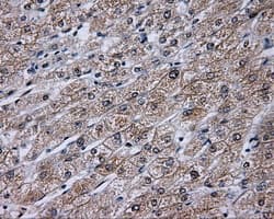 TLDC1 / KIAA1609 Antibody (clone OTI12G10)
