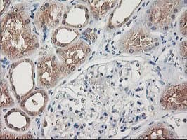 ALS2CR1 / NIF3L1 Antibody (clone OTI5A7, Carrier-free)