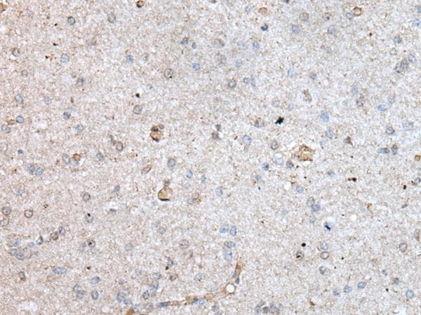 RAB4A / RAB4 Antibody