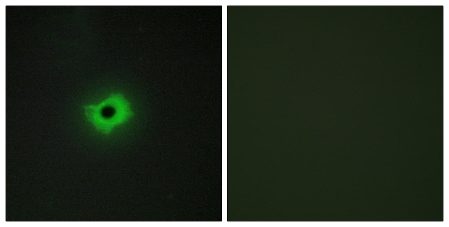 CD99 Antibody (aa11-60)