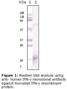 IFN Gamma / Interferon Gamma Antibody (clone 3F1E3)