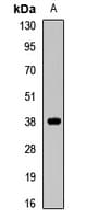 MFF Antibody