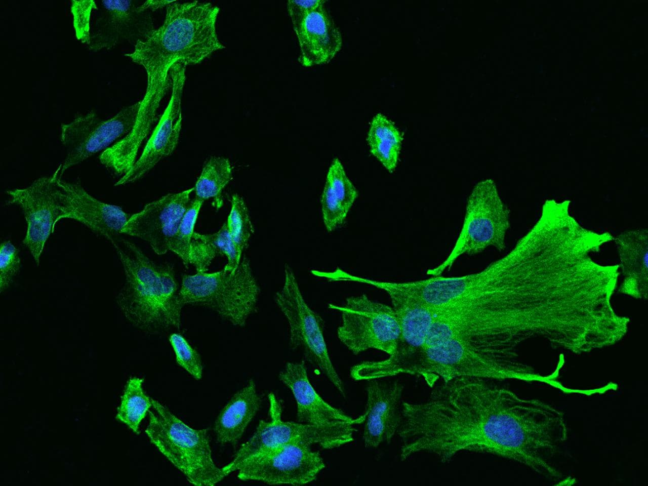 NES / Nestin Antibody