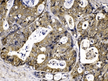 PPIA / Cyclophilin A Antibody
