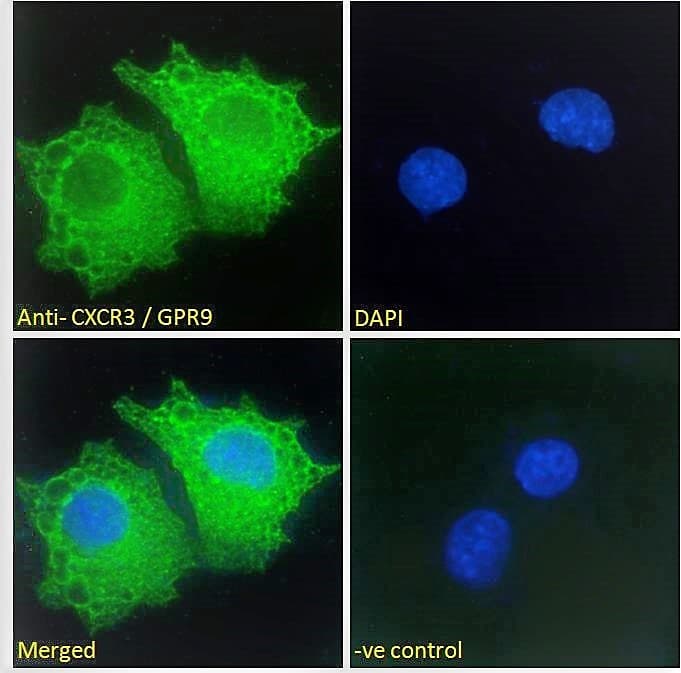 Polyclonal Goat anti-Human CXCR3 Antibody (aa399-410, IF)