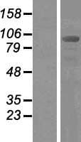 PDCD6IP / ALIX Protein (Over-Expression Lysate Myc-DDK (Flag))