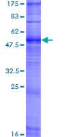 Human OR5H1 Protein (Recombinant GST)