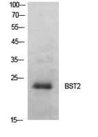 BST2 Antibody