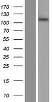 MIB2 Protein (Over-Expression Lysate Myc-DDK (Flag))