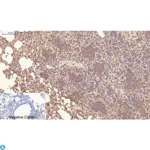 Monoclonal Mouse anti-Human Collagen IV Antibody (WB)
