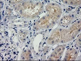 POLR2J2 Antibody (clone OTI3G4, Carrier-free)