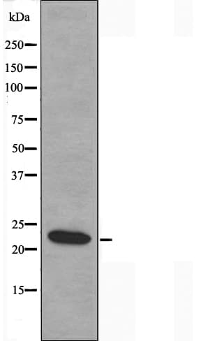 TNFSF9 / CD137L Antibody