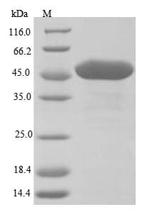 Arabidopsis thaliana UGT89C1 Protein (Recombinant 10His, N-terminus)