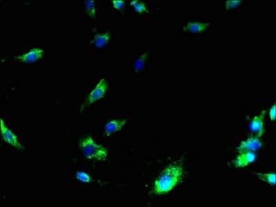 Polyclonal Rabbit anti-Human MS4A3 Antibody