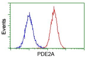 PDE2A Antibody (clone OTI4D10, Carrier-free)