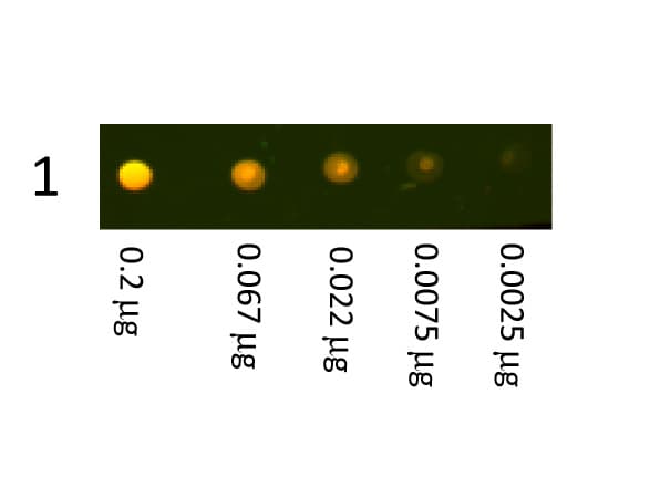 Donkey Anti-Rabbit IgG Secondary Antibody (TR)