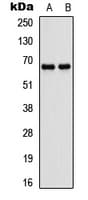 ATG16L1 / ATG16L Antibody (Internal)
