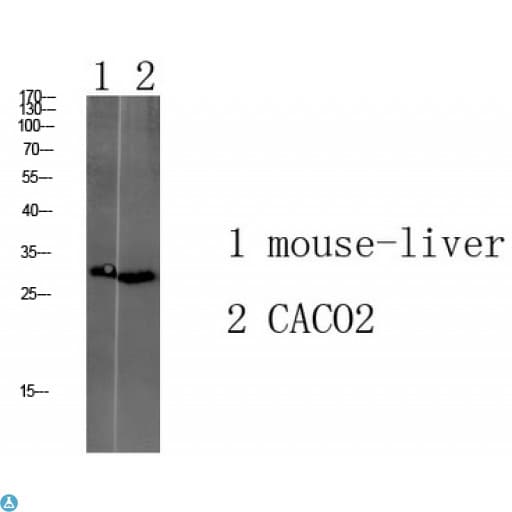 TMEM72 Antibody
