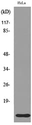 IL8 / Interleukin 8 Antibody