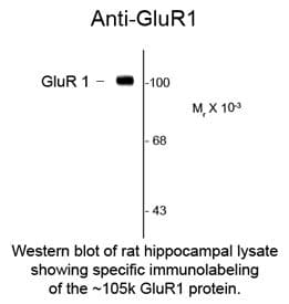GRIA1 / GLUR1 Antibody (clone RH95)