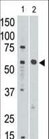 SIGLEC8 Antibody (aa373-406)