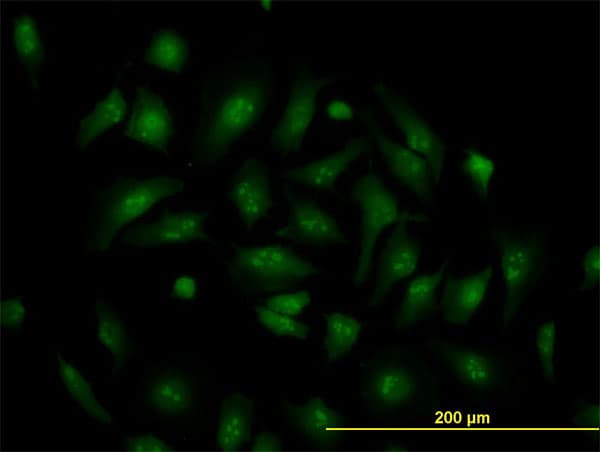 TCF19 / TCF-19 Antibody (clone 6D8)