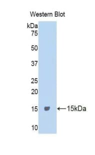 CASP4 / Caspase 4 Antibody (aa286-373)