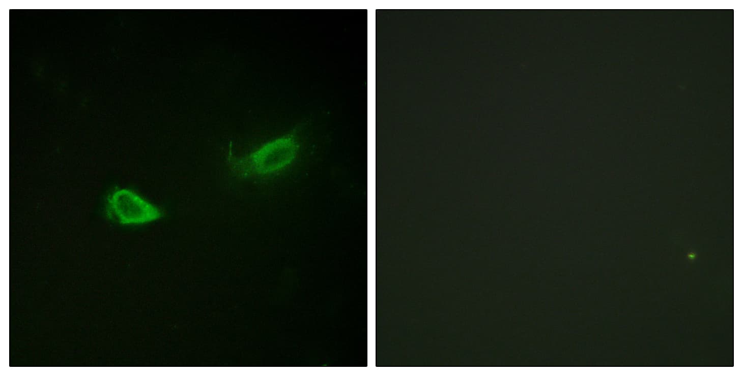 ATP1A1 Antibody (phospho-Ser23)