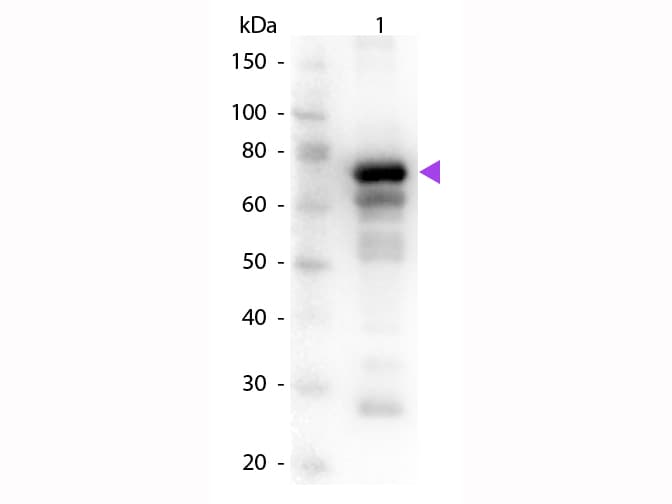 TF / Transferrin Antibody (Lyophilized)
