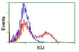 JCHAIN / Ig J Chain Antibody (clone OTI3C7)