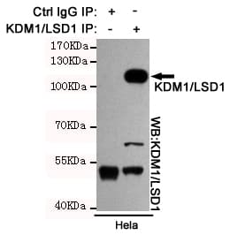 KDM1A / LSD1 Antibody
