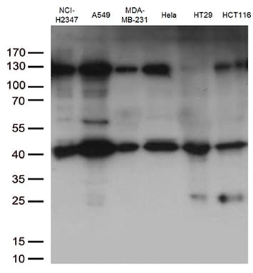 PDCD2L Antibody (clone OTI4H10, Carrier-free)