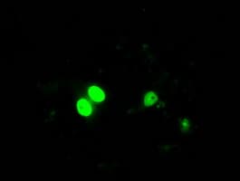 Monoclonal Mouse anti-Human ID3 Antibody (clone OTI12C7, IHC, IF, WB)