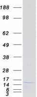 Human NHLH1 / HEN1 Protein (Recombinant Myc-DDK (Flag))