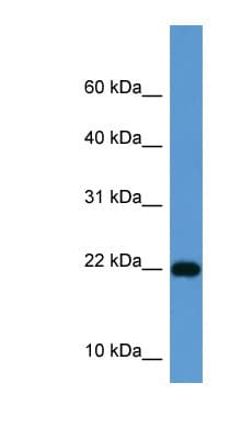 ISG15 Antibody (aa80-129)